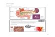 Lecture 19 pancreatitis - Pathology