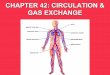 AP Biology Circulation and Gas Exchange
