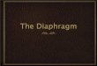 The diaphram