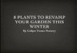 Caliper Farms Nursery: 8 Winter Time Plants to Revamp your Garden