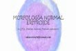 Morfología normal eritroide 2