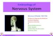 Embryology of  Nervous System