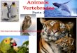 Animais vertebrados   parte 2