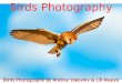 Birds Photography