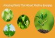 Amazing plants that attract positive energies