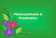 Photosynthesis and Respiration 2