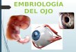 Embriología del ojo