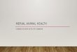 Merial Animal Health
