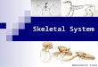 Skeletni sistem kičmenjaka