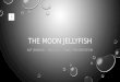 The Moon Jellyfish Final Redo