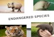Endangered species by pragyan yadav