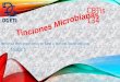 Tinciones microbianas