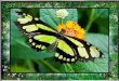 26  SPRING  (butterflies)   Lepkék