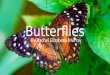 Butterflies 101