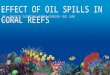 Effect of oil spills on coral reefs