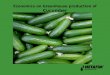 Greenhouse production of Cucumber