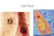 Cell Time 9/17 Outline Quick History Quick Microscopy Organelle Overview –focus on protein production today HW: Read and outline Chapter 4 HW: Bozeman