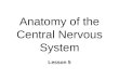 Anatomy of the Central Nervous System Lesson 5. Functional Anatomy: CNS n Major Divisions l Forebrain, Midbrain, Hindbrain l Know structure *name, location