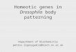 Homeotic genes in Drosophila body patterning Department of Biochemistry