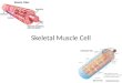 Skeletal Muscle Cell