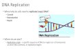 DNA Replication When/why do cells need to replicate (copy) DNA? Growth Reproduction Repair Where do we start? Replication origin – a specific sequence