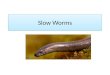 Slow Worms. Slow worms are legless lizards, not snakes