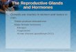 The Reproductive Glands and Hormones Gonads are ovaries in women and testes in men. −Testes produce testosterone. −Major female hormones Estrogen Progesterone