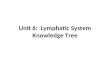 Unit 6: Lymphatic System Knowledge Tree. Lymphatic Vessels