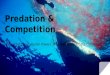 Predation & Competition By: Rachel Lopez, Lauren Powers, Sheydden Rose, & Celia Chronister