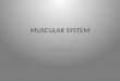 MUSCULAR SYSTEM Chapter 41
