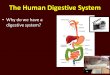 The Human Digestive System Why do we have a digestive system?