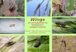 Wings an introduction to Tasmania’s winged insects Theme: Natural resources and ecosystem services