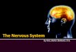 The Nervous System By WILLIAM M. BANAAG, R.N
