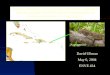 Habitat Variability of Anolis Lizards in the Caribbean and the Spatial and Ecological Relationships of Anolis cristatellus on Puerto Rico A. cristatellus