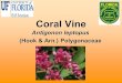 Coral Vine Antigonon leptopus (Hook & Arn.) Polygonaceae