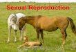 Sexual Reproduction. Two Different Parents: Sexual Reproduction Sexual reproduction occurs with two different parents which is different from asexual