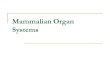 Mammalian Organ Systems. Digestive System  e/health-and-human-body/human- body/digestive-system-article.html