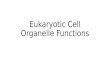 Eukaryotic Cell Organelle Functions. Cell Membrane Determines what goes in and out of the cell. Protects and supports cell