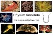 Phylum Annelida the segmented worms