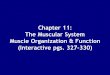 Chapter 11: The Muscular System Muscle Organization & Function (Interactive pgs. 327-330)