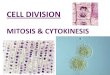 CELL DIVISION MITOSIS & CYTOKINESIS. asexual reproduction - - - produce new individuals Why do cells divide?