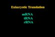 Eukaryotic Translation mRNA tRNA rRNA. -monocistronic -1,000-2,000 bases long -methylated at 5’cap -100-200 bases of poly A at 3’end -nontranslated