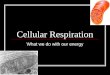 Cellular Respiration What we do with our energy