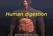 Human digestion. Human digestive system (General plan) Accessory digestive organs