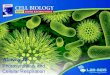 Photosynthesis and Cellular Respiration. Activity 12: Photosynthesis and Cellular Respiration LIMITED LICENSE TO MODIFY. These PowerPoint® slides may