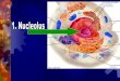 1. Nucleolus A. Make Ribosomes (workers in factory) B. Some cells have more than one nucleolus