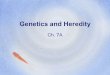 Genetics and Heredity Ch. 7A. Vocab Heredity: the passing of traits from parents to offspring (kids) Genetics: the study of how traits are inherited through