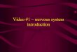 Video #1 – nervous system introduction. THE NERVOUS SYSTEM