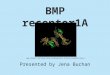 BMP receptor1A Presented by Jena Buchan 