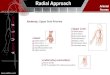 Arterial Access Radial Approach Anatomy : Upper Limb Arteries  Hand:  Radial artery  Ulnar artery  Deep palmar arch  Superficial